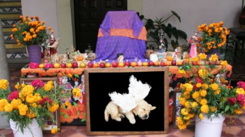 Día de Muertos: ¿Cuándo se coloca el altar para los lomitos y los michis?