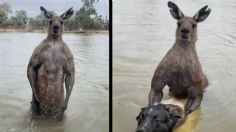 Un perro estaba siendo 'ahogado' por este canguro pero un hombre lo logra salvar: mira aquí el preciso momento