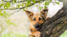 El árbol de fruta que está prohibido tener en casa si tienes un perro