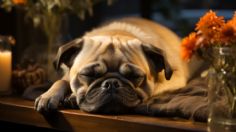 Esta flor típica en las ofrendas por Día de Muertos se debe evitar por ser tóxica para tus perros