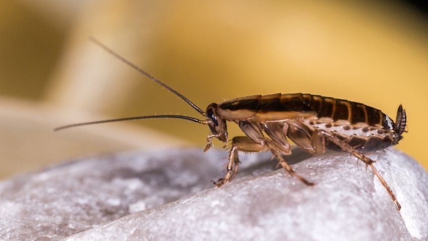 Despídete de las cucarachas de manera efectiva con esta fruta