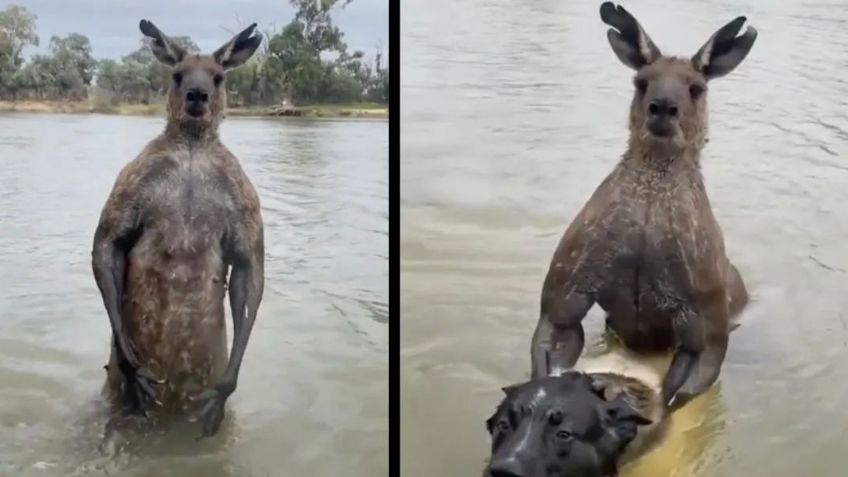 Un perro estaba siendo 'ahogado' por este canguro pero un hombre lo logra salvar: mira aquí el preciso momento