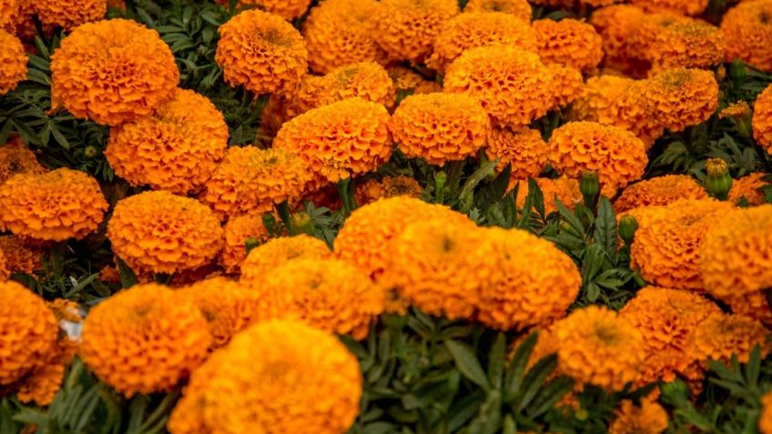 Aseguran el abasto de la flor de cempasúchil