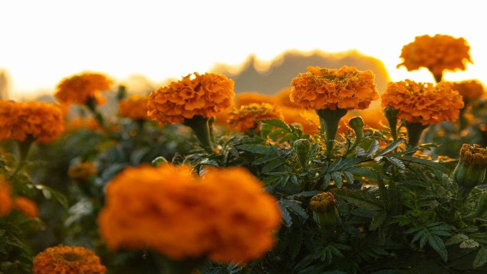 Xochimilco es uno de los principales zonas en las que se produce la flor de cempasúchil.