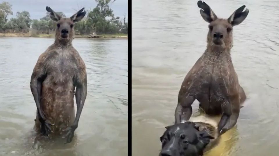 PERRO AHOGADO POR CANGURO | VIDEO VIRAL | Mira el impresionante momento en el que un sujeto se enfrenta a este animal salvaje para salvar a su mascota.