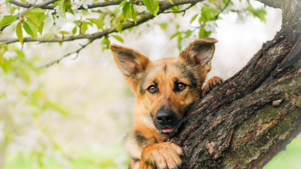 Comer hojas de limón daña a tu perro.