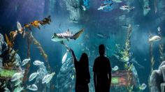 Acuario Michin CDMX: cuándo abre, precios en 2023 y cómo llegar