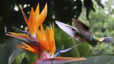 Cuáles son las flores amarillas perfectas para atraer colibríes a tu hogar