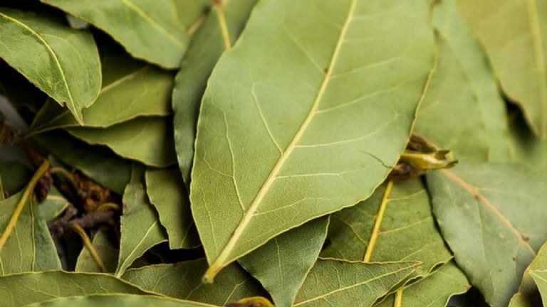 Hoja de Laurel