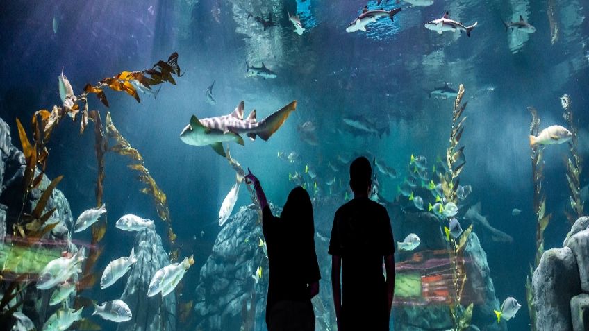 Acuario Michin CDMX: cuándo abre, precios en 2023 y cómo llegar