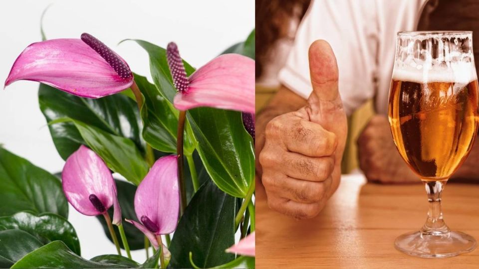 Las cerveza ayuda a la salud de la plantas.