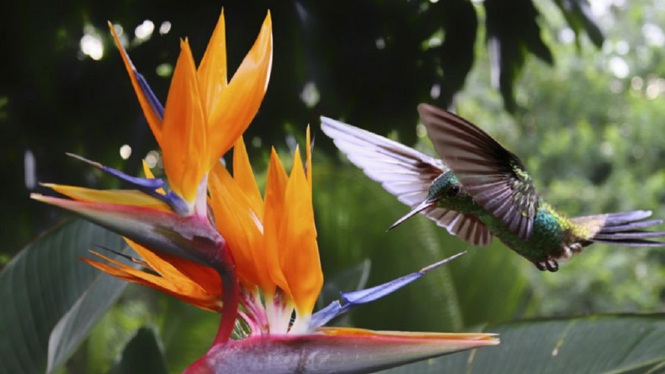 Estas son las tres flores que atraen a los colibrí.