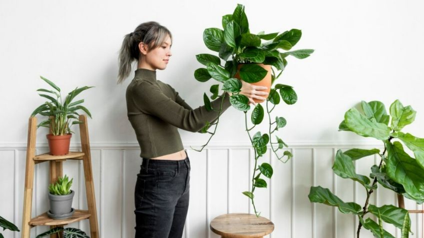 6 plantas para ahuyentar las envidias y malas energías de tu hogar