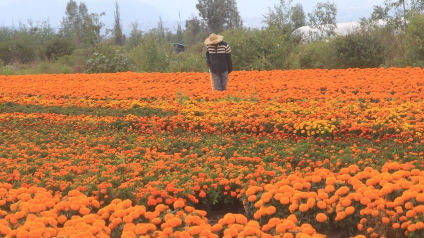 Sedema publica mapa de floricultores de cempasúchil de la CDMX