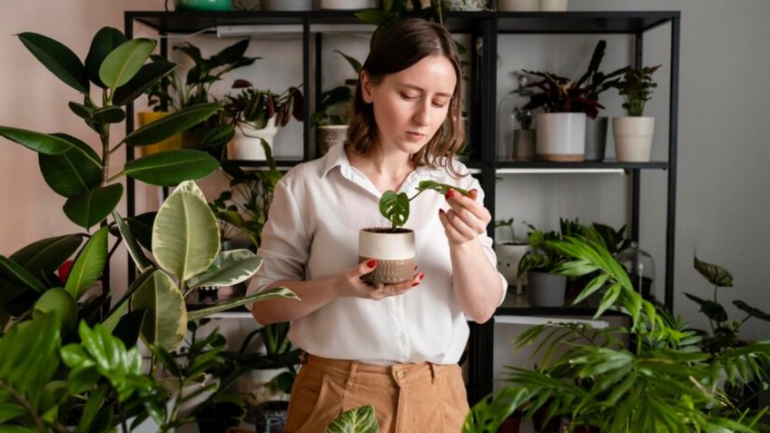 ¿Qué tipo de plantas puedo tener en mi habitación para llenarla de paz y color?