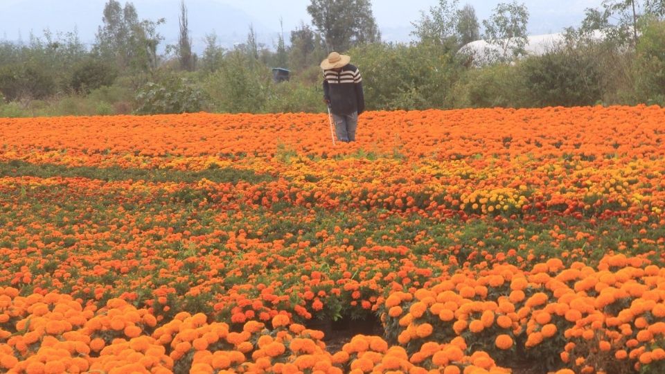 Floricultor de la flor de cempasúchil en la CDMX.