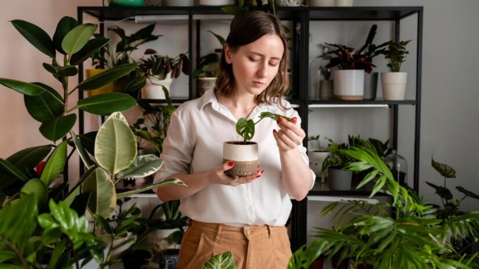 Estas plantas serán la mejor decoración en tu hogar.