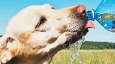 ¿Cuánta agua debe tomar un perro para mantenerse bien hidratado?