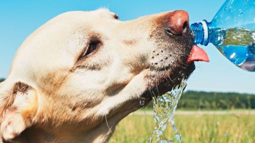 ¿Cuánta agua debe tomar un perro para mantenerse bien hidratado?