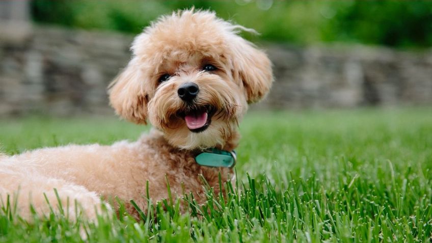 ¿Cómo sé si mi perro es feliz? Estas son las señales para saber si tu lomito tiene una vida plena