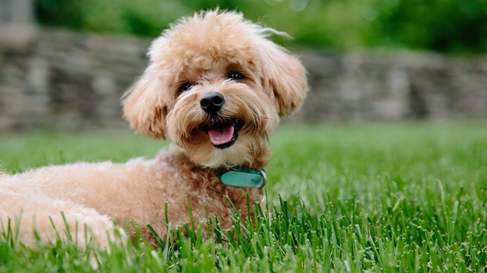 ¡Ellos también sienten! Estas son las señales que indican que tu perro es más feliz que una lombriz