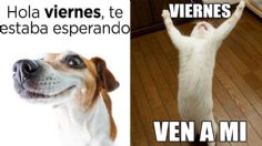 Memes de perritos y gatitos para empezar con una sonrisa el fin de semana