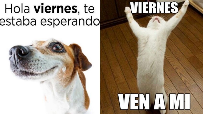 Memes de perritos y gatitos para empezar con una sonrisa el fin de semana