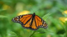 ¡Ya no están en extinción!: ¿Cuándo regresa la mariposa monarca a Michoacán?