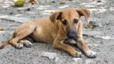 IMÁGENES FUERTES: vagabundo abusa de perros callejeros en Neza, vecinos denuncian maltrato animal