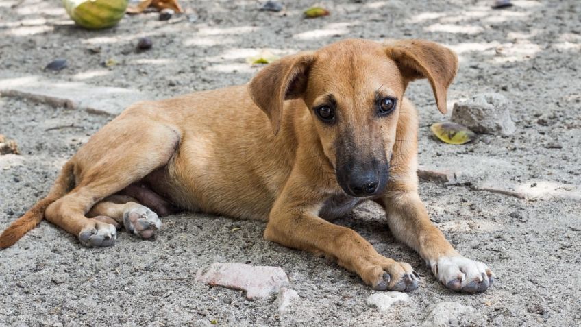 IMÁGENES FUERTES: vagabundo abusa de perros callejeros en Neza, vecinos denuncian maltrato animal