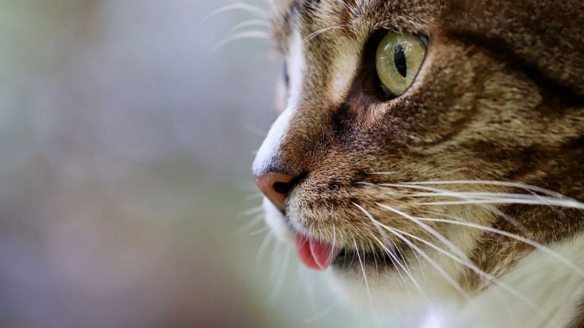 ¿Cómo luce el pelaje de un gato enfermo?