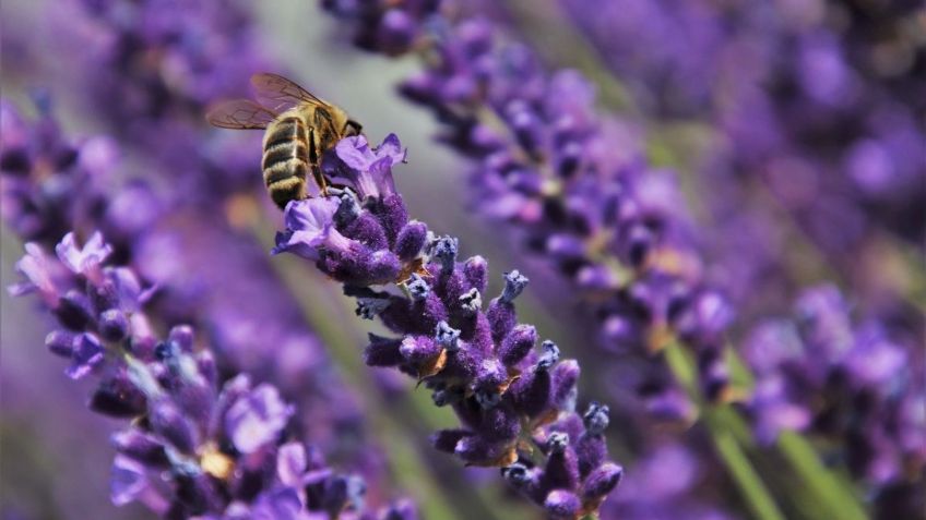 Estas son las 3 plantas aromáticas con propiedades curativas, según expertos