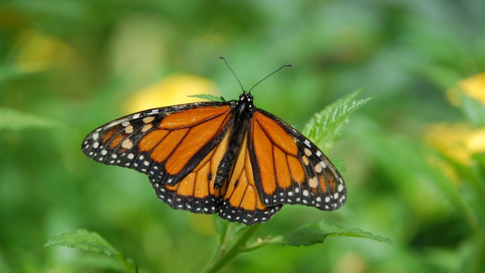 La mariposa monarca se encontraba en peligro de extinción