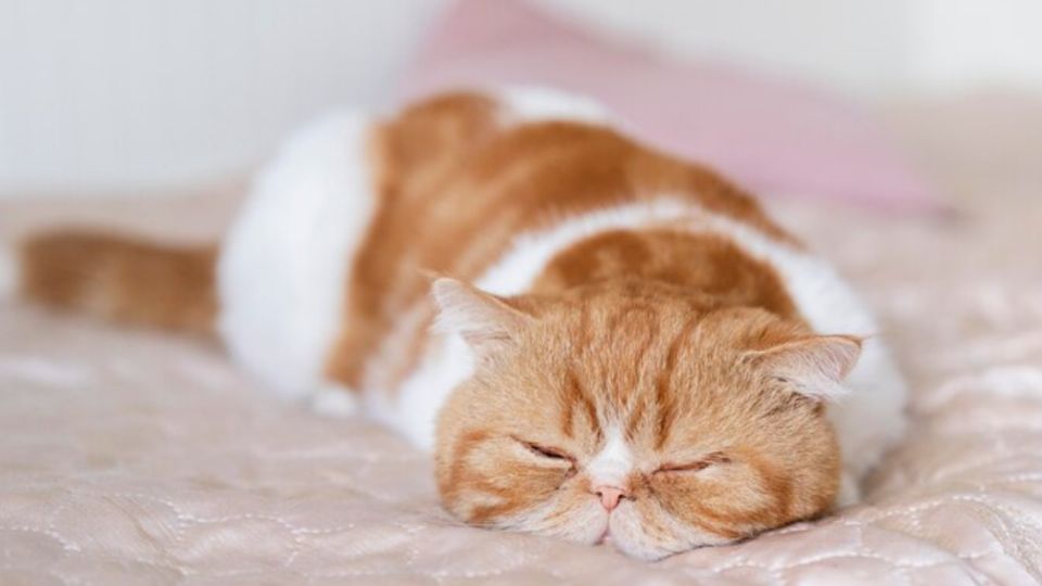 ¿Cuál es el significado de que tu gatito duerma en tu cama?