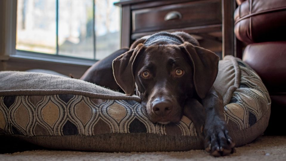 Tu mejor amigo también se merece un lugar cómodo para su descanso.