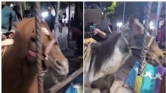 Carrusel con animales vivos causa la furia de la población: piden intervención de las autoridades de Coapa