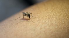 El aceite que repelerá y evitará picaduras de mosquitos