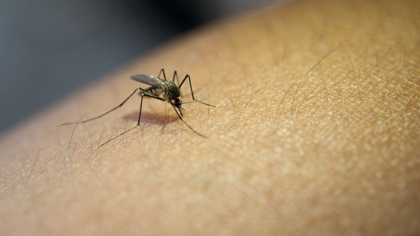 El aceite que repelerá y evitará picaduras de mosquitos