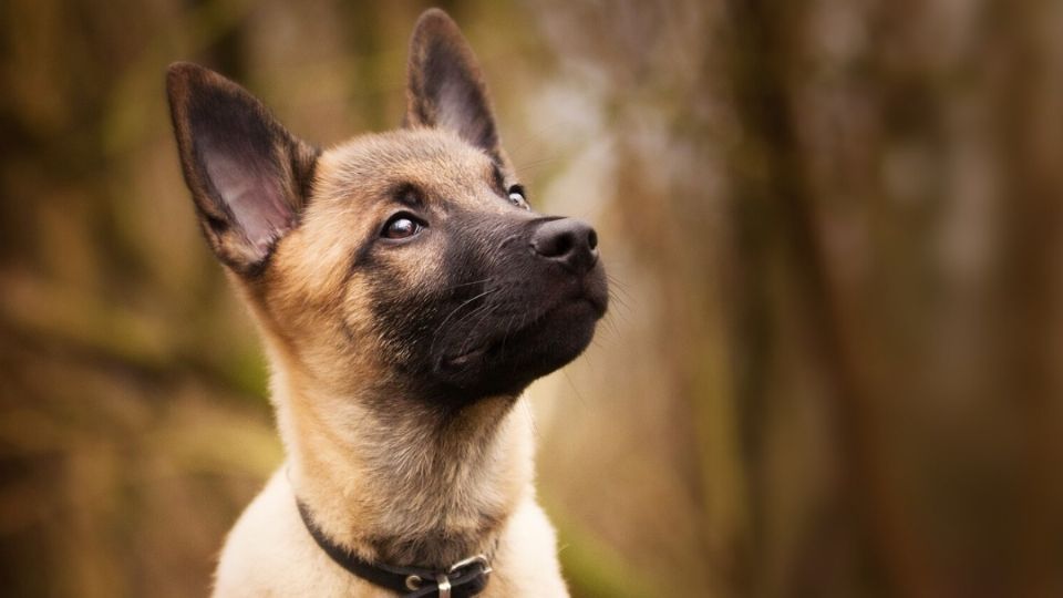 Un bonito perro feliz y muy alerta.