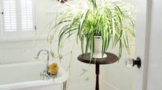 3 plantas que deberías tener en tu baño para despedirte de la humedad