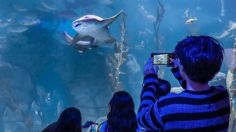 Acuario Michin: horario, precios y actividades para niños y adultos en Parque Tepeyac