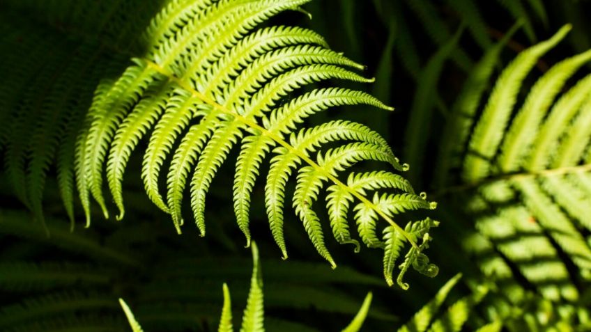 Humus de Lombriz casero: 3 razones que te harán usarlo como abono en tus plantas