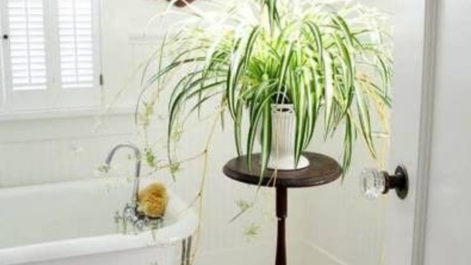 3 plantas que deberías tener en tu baño para despedirte de la humedad