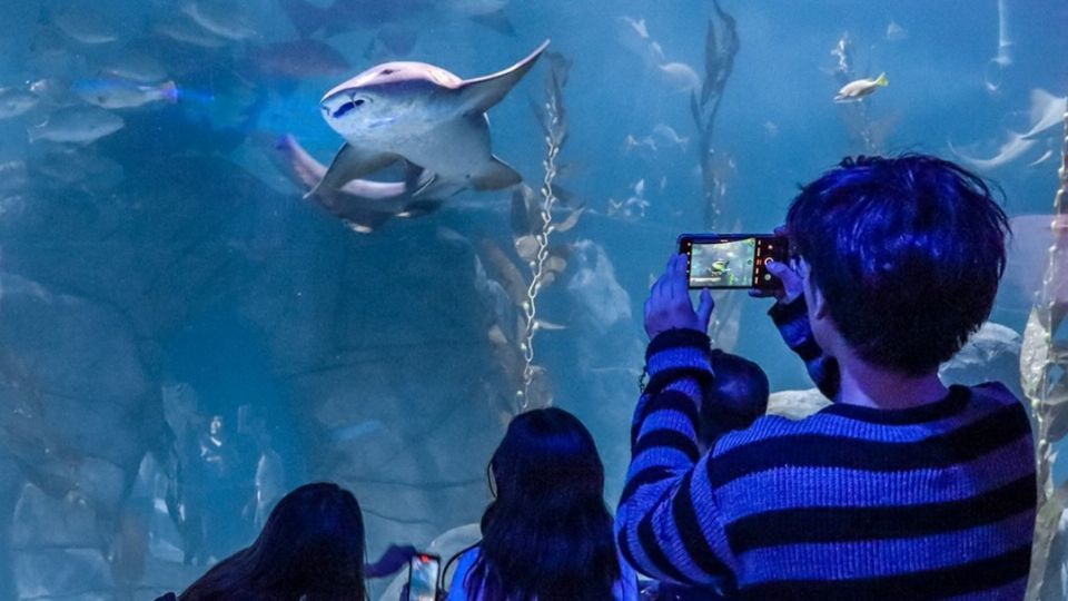 Podrás encontrar ejemplares marinos de gran tamaño