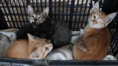 Rescatan a mil gatos que serían sacrificados y vendidos como carne de cerdo y cordero