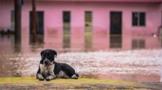 Estos son los centros de acopio para apoyar a los animalitos afectados por el huracán Otis