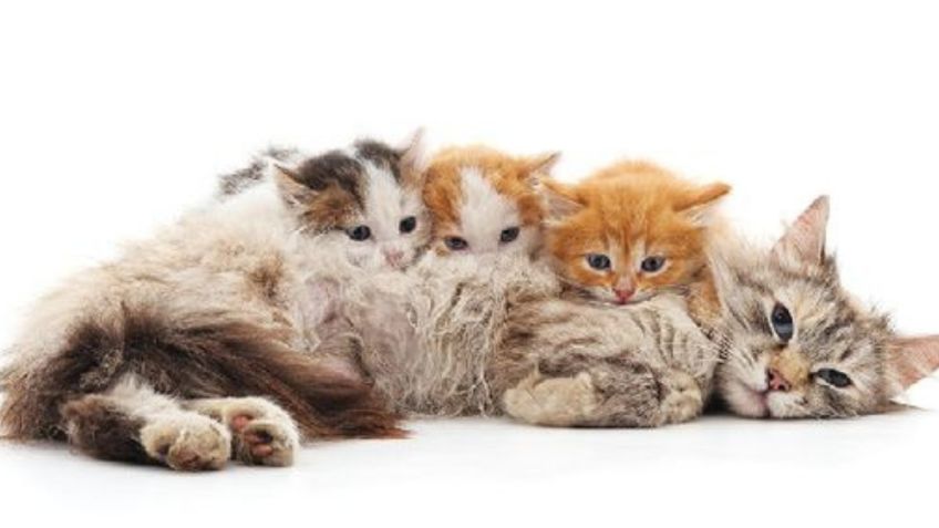 Conoce los 3 nombres más tiernos y originales para un gatito