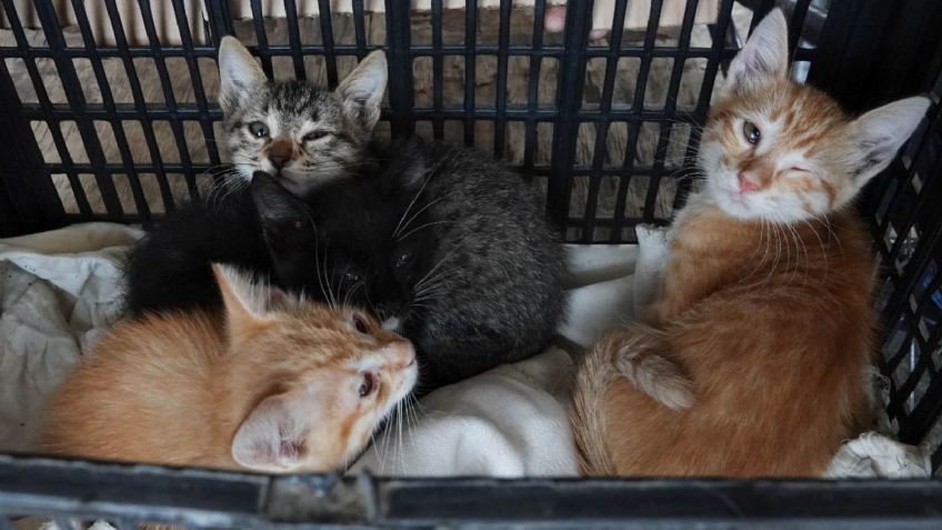 Rescatan a mil gatos que serían sacrificados y vendidos como carne de cerdo y cordero