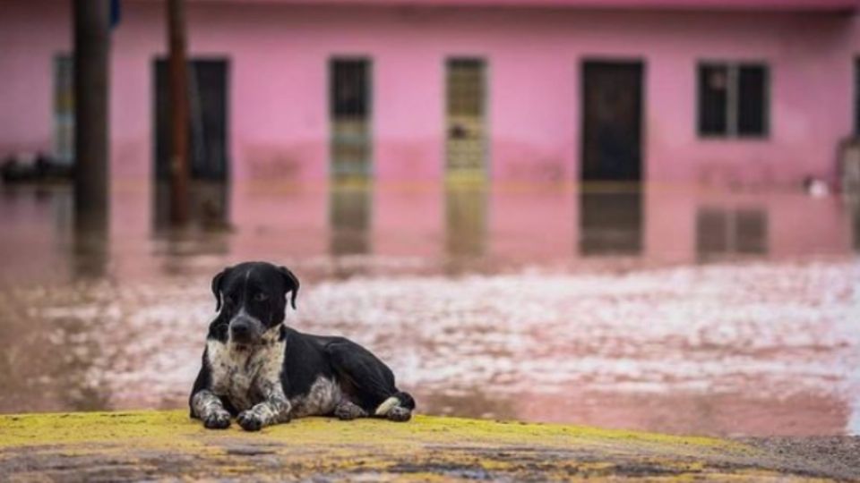 Estos seres son los más desprotegidos y necesitan el apoyo de la población