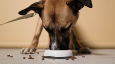 ¡Tu perro te amará!, descubre la razón para agregar aceite de oliva a sus croquetas